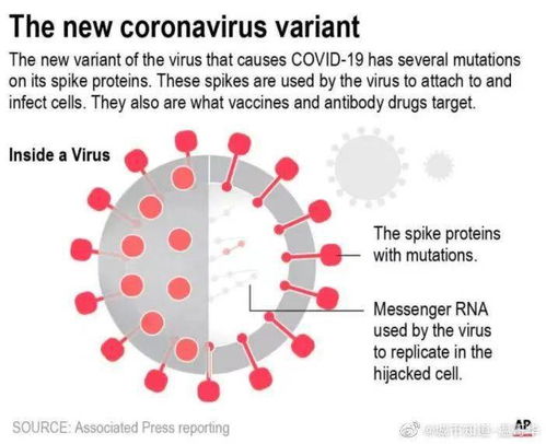 新冠病毒几种变种
